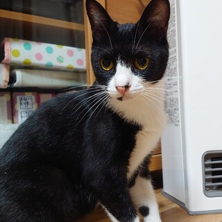 小柄で黒多めハチワレ幸運呼ぶカギ尻尾のチマキちゃん