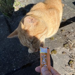 「橋の下暮らしの茶トラを手懐けるために…」サムネイル2