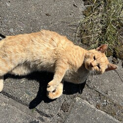 「橋の下暮らしの茶トラを手懐けるために…」サムネイル3
