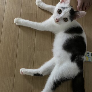 青くん譲渡決定、ありがとうございました。