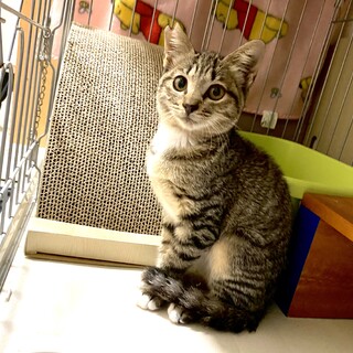 横浜市内人馴れバツグン仔猫のレオくん