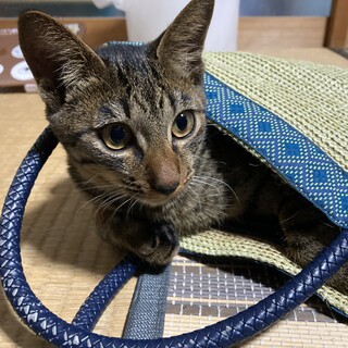 交通事故にあった猫を保護&里親募集！