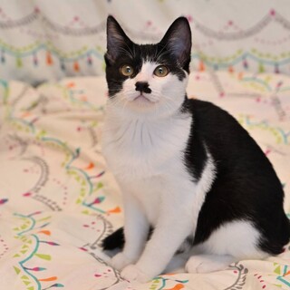白黒兄弟⭐️チョビヒゲのひかるくん