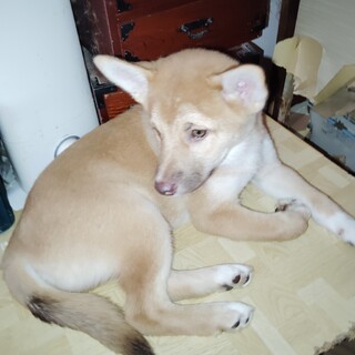 思いのほかいっぱい産んだ里親募集