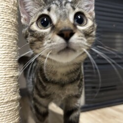 【札幌】保護猫の譲渡会〈9/28～29〉 サムネイル2