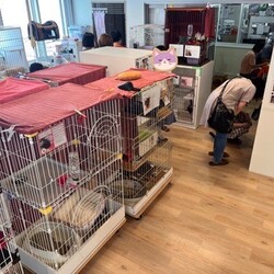 【札幌】保護猫の譲渡会〈9/28～29〉 サムネイル3