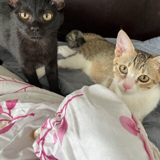 とってもカワイイ兄妹2匹一緒に❗️