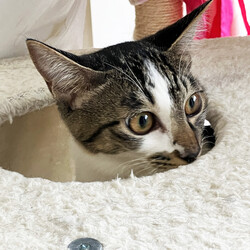 猫と遊べる譲渡会 サムネイル3