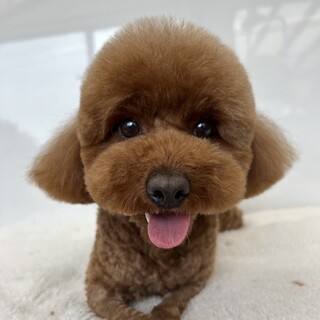 みつちゃん(５歳)トイプードル♀