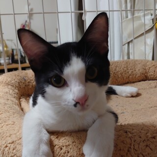 つやボクロのペリーくん