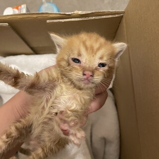 緊急！生後2週間の猫を保護してくださる方募集