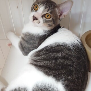 チャコ－ルグレ－のシマシマ紳士ホッケ君