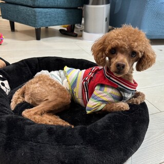 ちょっとビビり エンジェルくん