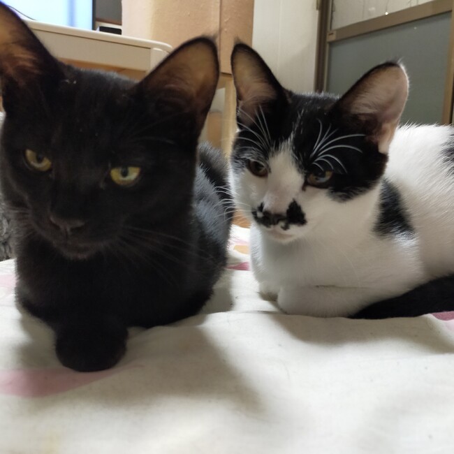 バル&チョコのカバー写真