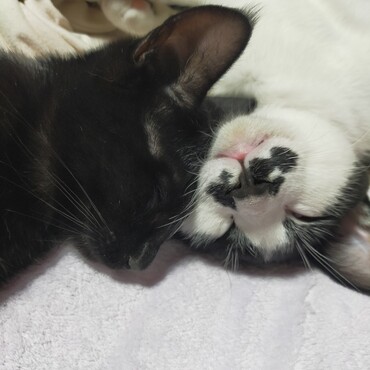 ちゅ～るが大好きなバル&チョコです❤