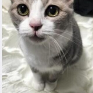 甘えん坊で小柄なメス猫【ミミちゃん】