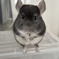 チンチラの里親になってくださる方募集