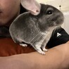 チンチラの里親になってくださる方募集 サムネイル2