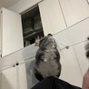 チンチラの里親になってくださる方募集 サムネイル3