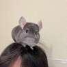 チンチラの里親になってくださる方募集 サムネイル4