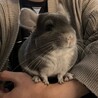 チンチラの里親になってくださる方募集 サムネイル5