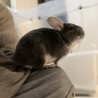 チンチラの里親になってくださる方募集 サムネイル6