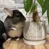 チンチラの里親になってくださる方募集 サムネイル7