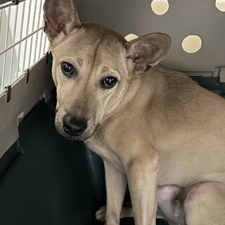 かわいいテリーくん