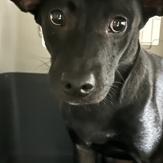 かわいいみつば