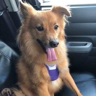 急ぎで里親募集