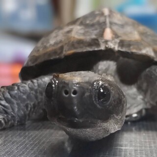 クサガメの里親さん決定しました