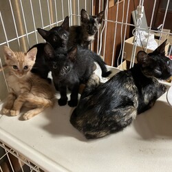 名古屋市緑区猫の譲渡会 サムネイル1