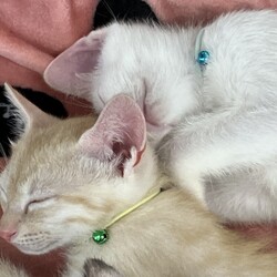 名古屋市緑区猫の譲渡会 サムネイル2