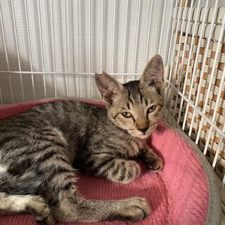 夏くん、譲渡決定有り難うございます11/14