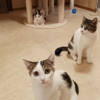 キジ白子猫♀、白黒子猫♂、キジ白ママ♀の里親募集