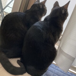 甘えん坊の黒猫2匹です【ぐりとぐら】