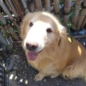 ゴールデンレトリバー５歳位　ニコニコ君　温厚