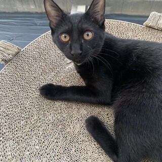 ありがとうございました★美猫　可愛いラムくん