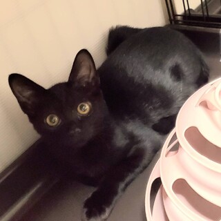 小さな可愛いシャーが可愛いロンくん