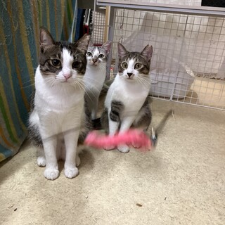 気は強めで甘えん坊で遊ぶの大好きこてつくん