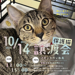 ほごっこ子猫の譲渡会（参加自由）