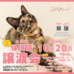 ほごっこ子猫の譲渡会（予約制）