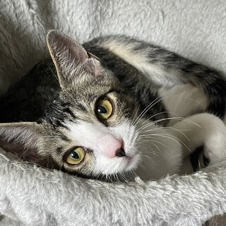 サバ白　可愛いお目目の女の子