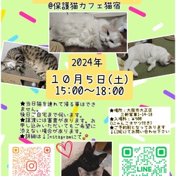 にゃんこ譲渡会