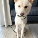 保護犬ナンバーＤ１６３０　ミックス犬♂