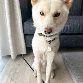 保護犬ナンバーＤ１６３０　ミックス犬♂
