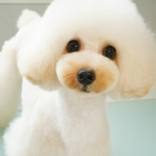 穏やかで人好きな女の子です。