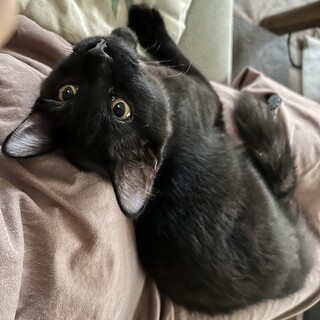 人も猫も大好きなふわふわ黒猫長毛【くろ豆くん】です