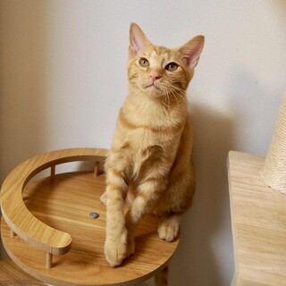 【12/8芝浦】抱っこ大好き！甘えん坊マロン