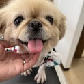 いつも笑顔⭐︎ペキニーズのマコちゃん3歳